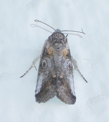 Aleptina