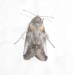 Aleptina