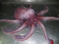 Graneledone verrucosa