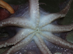 Graneledone verrucosa