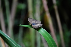 Paryphthimoides poltys