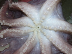 Graneledone verrucosa