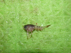 Themisto compressa