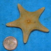 Cookie-cutter Sea Star - Photo (c) Gonzalo Mucientes Sandoval, some rights reserved (CC BY-NC-SA), uploaded by Gonzalo Mucientes Sandoval