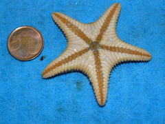 Ctenodiscus crispatus