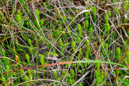 Lycopodiella inundata iNat (2)