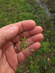 Chaerophyllum tainturieri