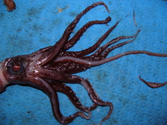 Histioteuthis reversa