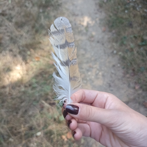Plume de Effraie des clochers