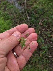 Chaerophyllum tainturieri