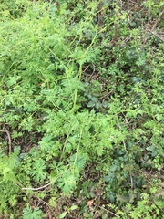 Chaerophyllum tainturieri