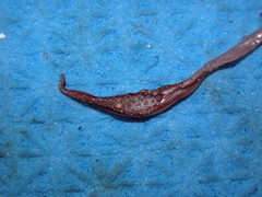 Histioteuthis reversa