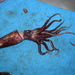 Elongated Cock-eyed Squid - Photo (c) Gonzalo Mucientes Sandoval, some rights reserved (CC BY-NC-SA), uploaded by Gonzalo Mucientes Sandoval