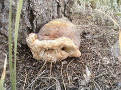 Fomitopsis schrenkii