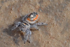 Phidippus californicus