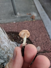 Leucoinocybe lenta