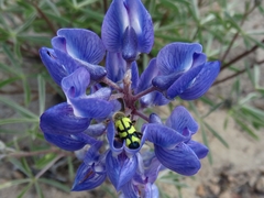 Lupinus caudatus caudatus