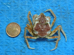 Hyas araneus
