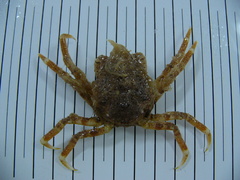 Hyas araneus
