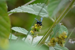 Thalestria spinosa