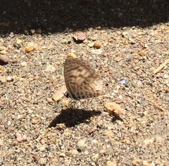 Leptotes cassius cassidula