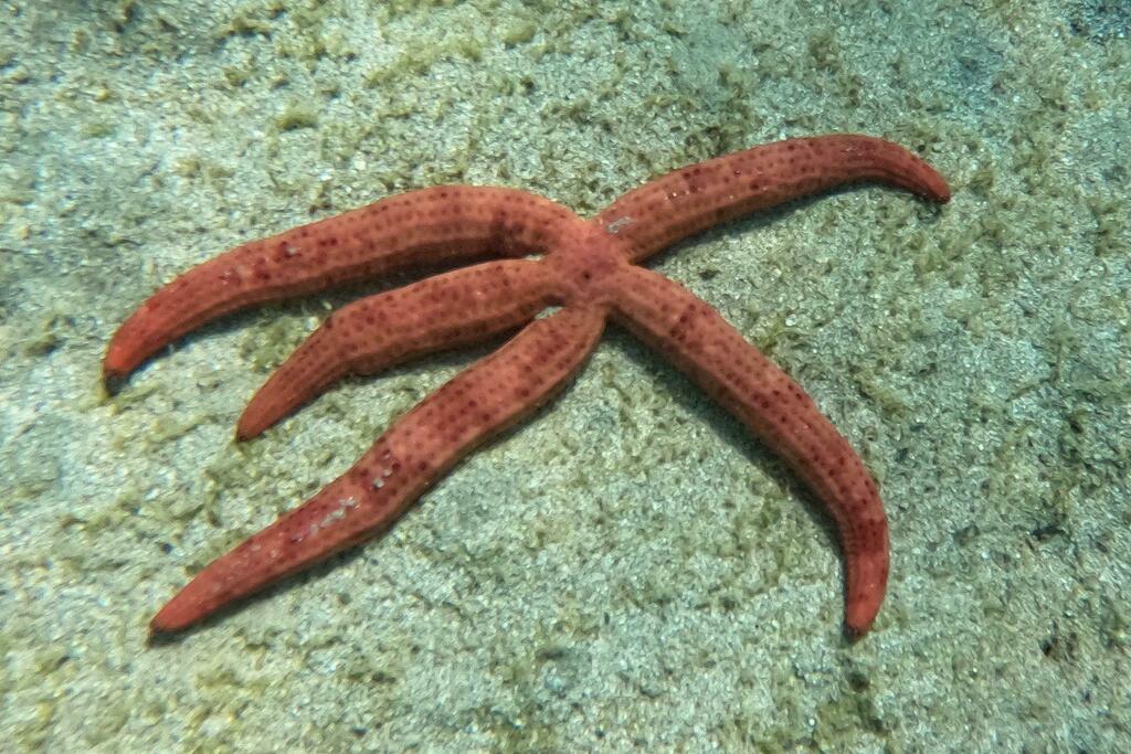 Ophidiaster hemprichi