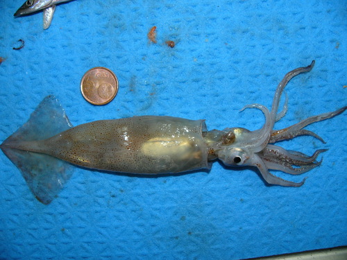 Northern Shortfin Squid