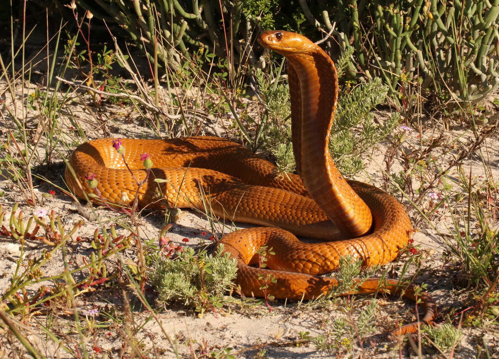 Cape Cobra
