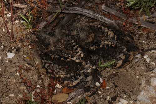 Fiery-necked Nightjar (Caprimulgus pectoralis), photo 9
