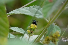 Thalestria spinosa