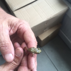 Eleutherodactylus marnockii