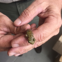 Eleutherodactylus marnockii