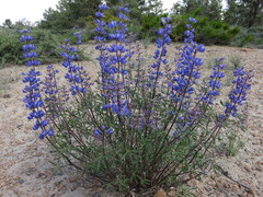 Lupinus caudatus caudatus