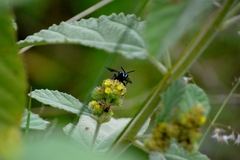 Thalestria spinosa