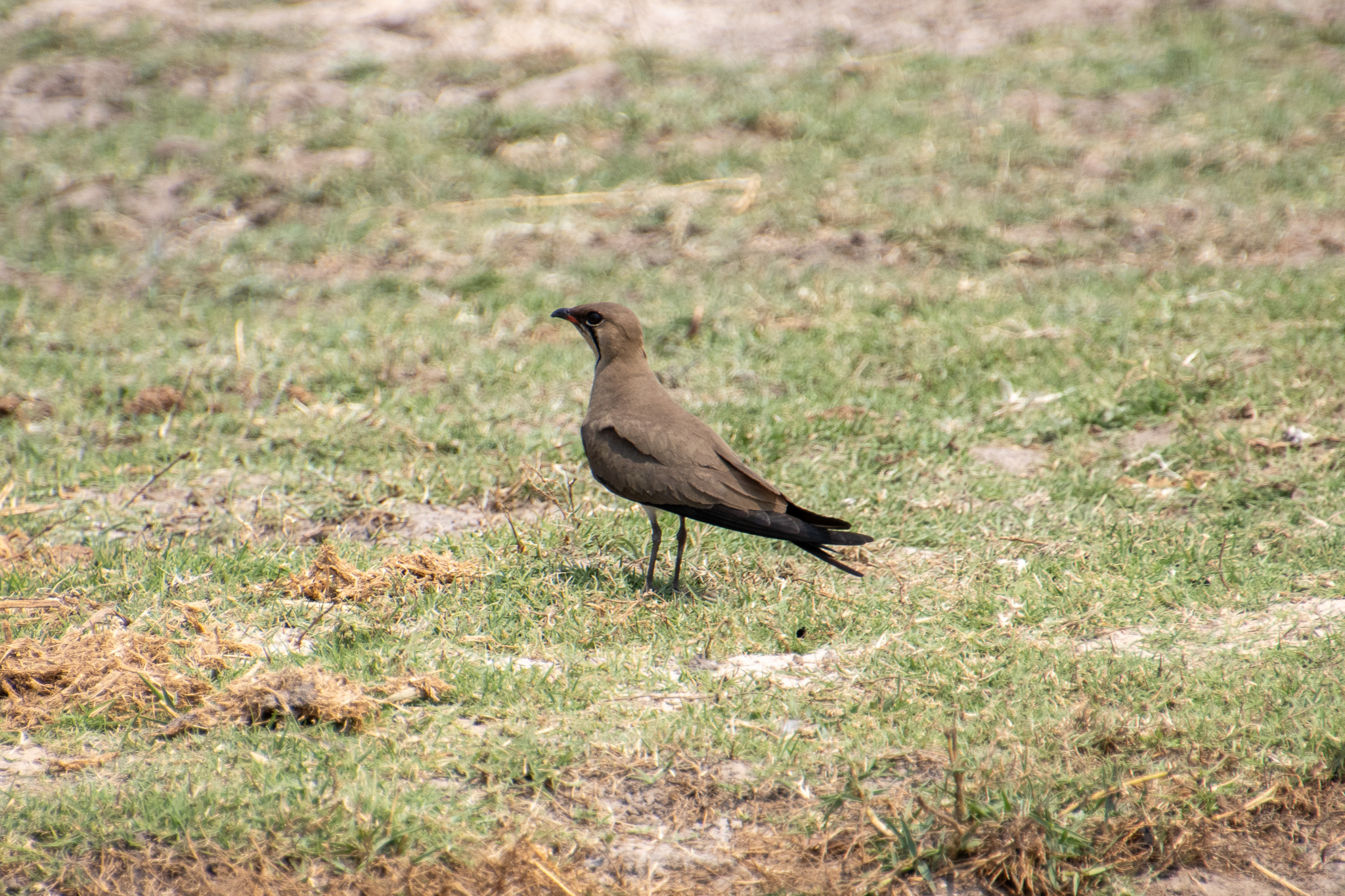 Collared Pratincole
