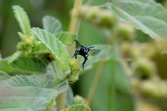 Thalestria spinosa