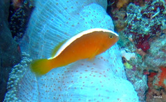 Amphiprion sandaracinos