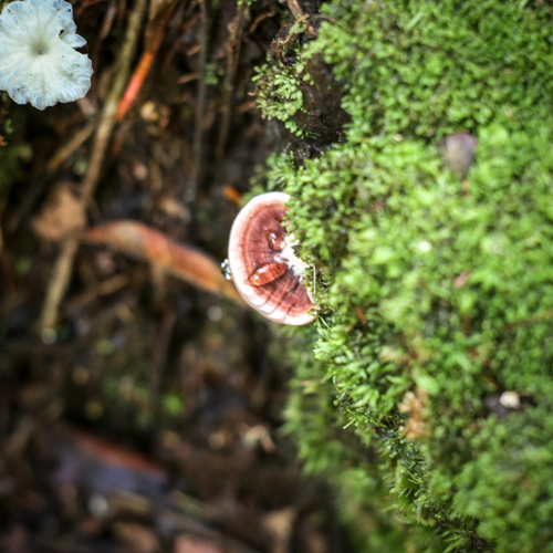 Rhodofomitopsis cupreorosea, 2023-03-29