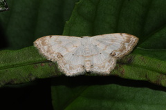 Scopula propinquaria