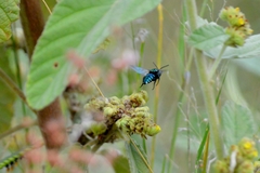 Thalestria spinosa