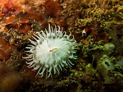 Actinothoe sphyrodeta