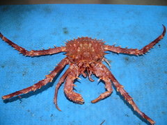 Lithodes maja