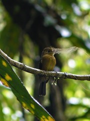 Myiobius villosus