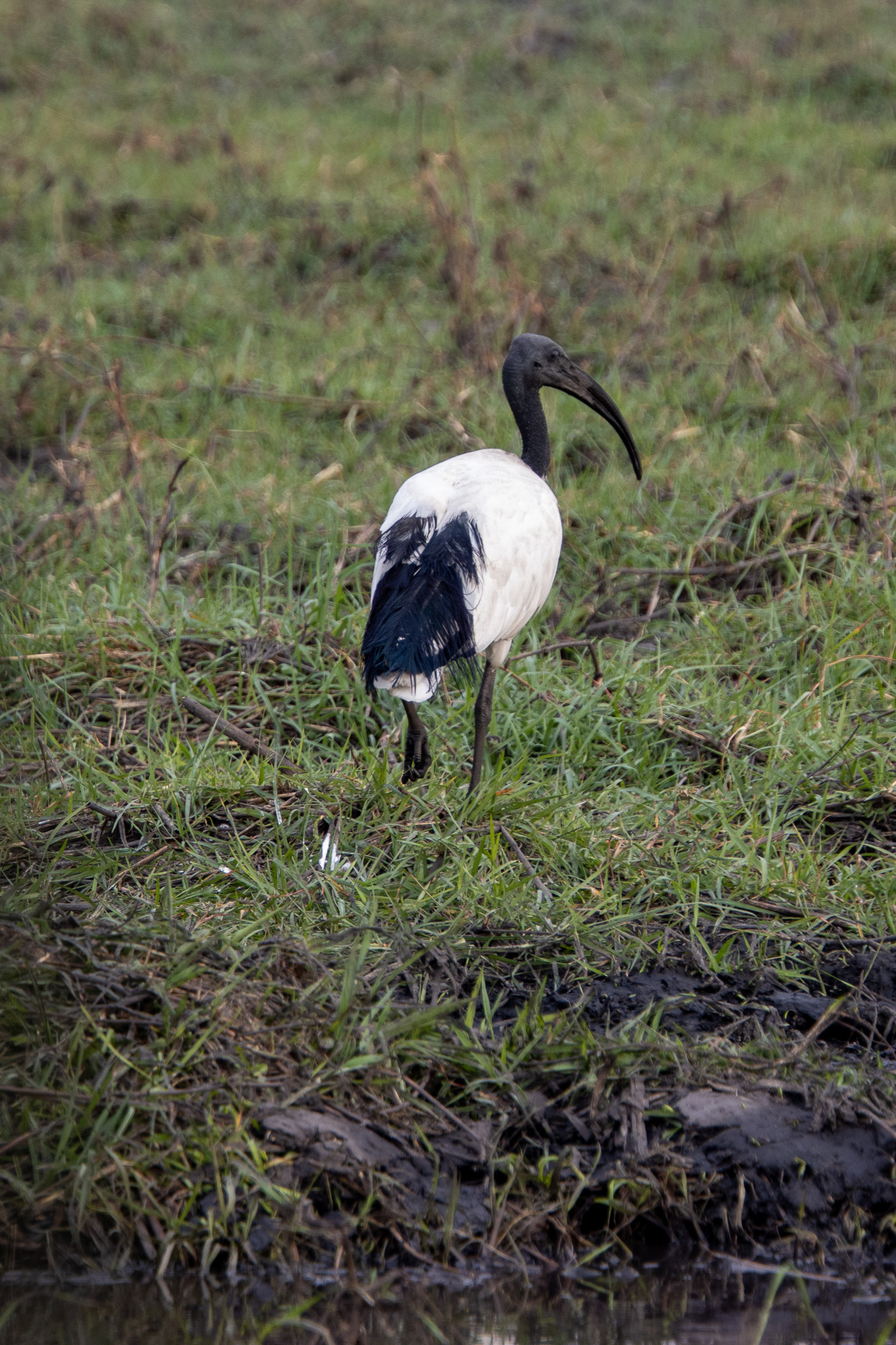 African Sacred Ibis