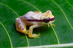 Red-Skirted Treefrog photo 4