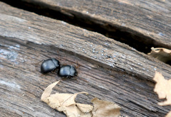 Accanthopus velikensis