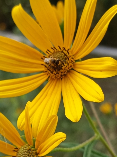 Two-spotted Miner Bee photographed in Louisiana