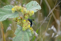 Thalestria spinosa