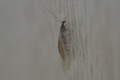 Micromus linearis