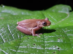 Dendropsophus columbianus
